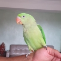 Tame alexandriane parrot