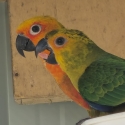 BONDED CONURE PAIRS