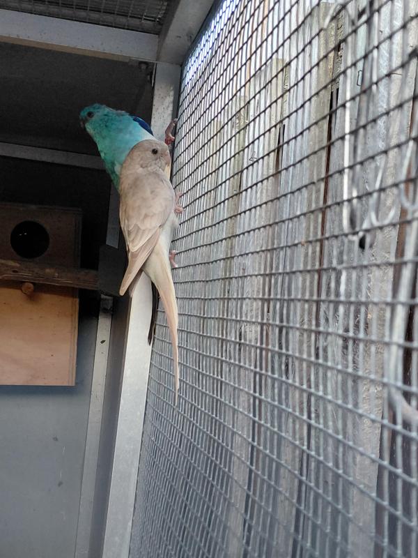 Red rump grass parrots