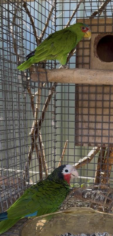 White Fronted Amazon female
