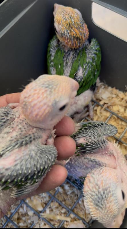 White Bellied Caiques