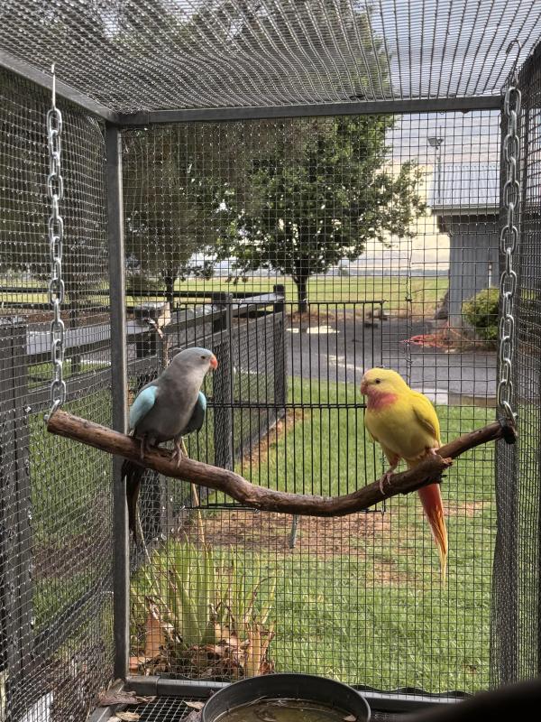 Princess parrot pair