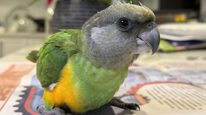 Sold Hand Raised baby Senegal Male