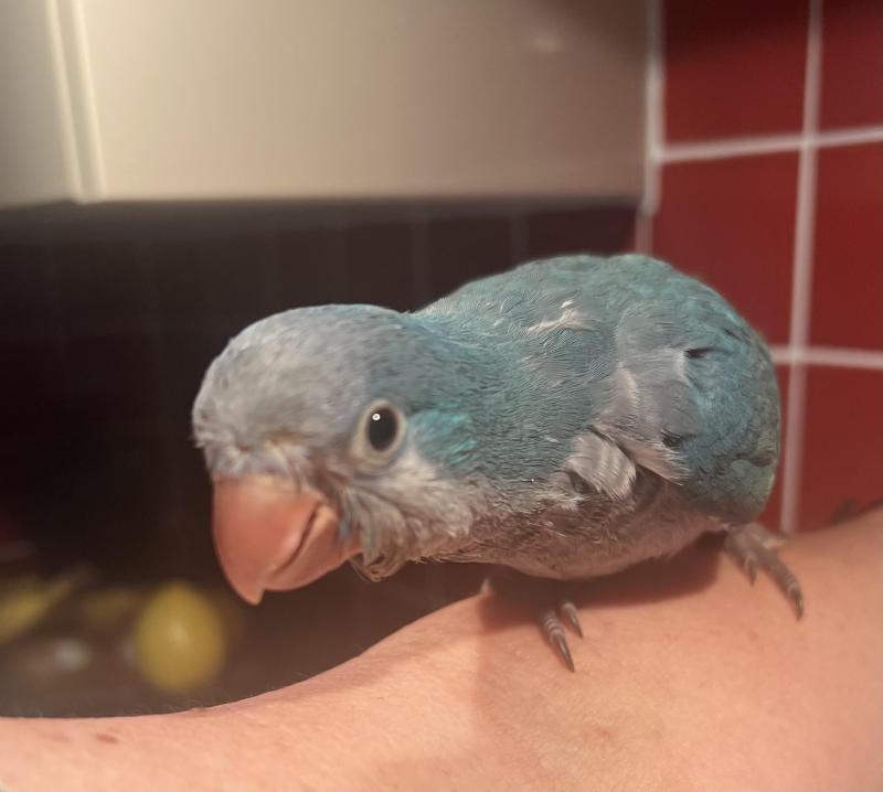Blue Baby Hand Reared Quaker 11 weeks old.