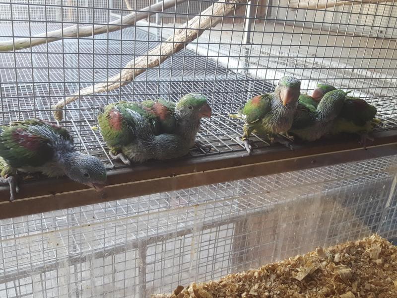 Alexandrine and for hand raising