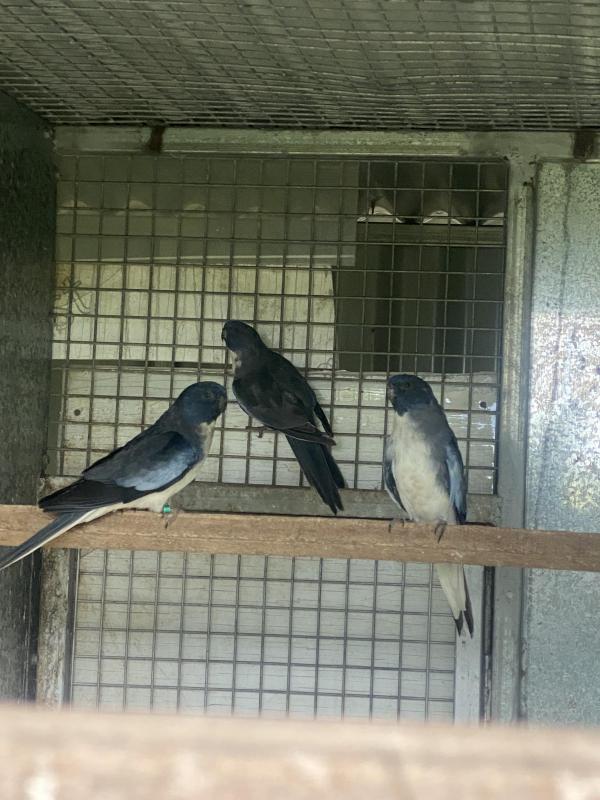 SCARLET CHESTED MUTATIONS