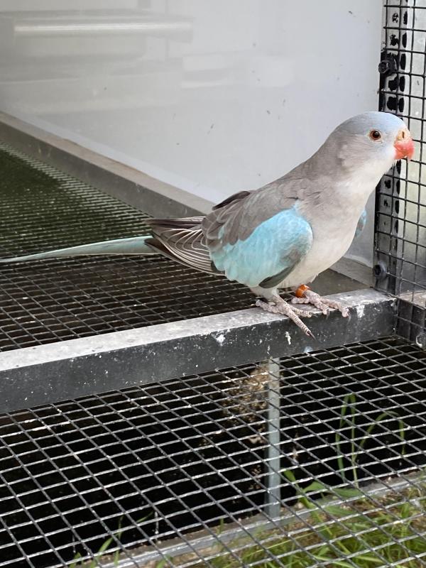 PRINCESS PARROT MUTATIONS