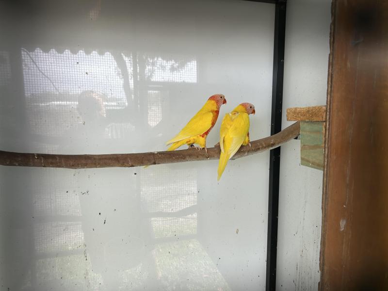 Lutino rainbow lorikeets