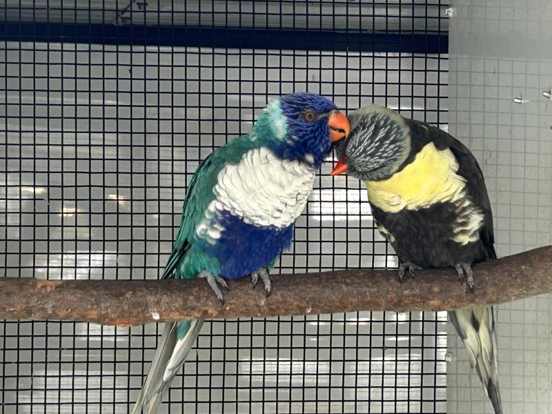 Par grey and single factor blue rainbow