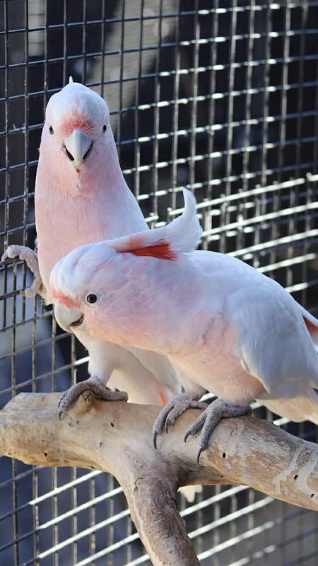Flock For Sale (Gang Gangs, Macaws, 28s, Ringnecks, Black Cockatoos)
