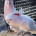 Flock For Sale (Gang Gangs, Macaws, 28s, Ringnecks, Black Cockatoos)