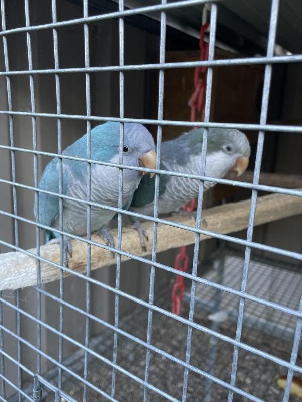 Mutation Quaker Pair