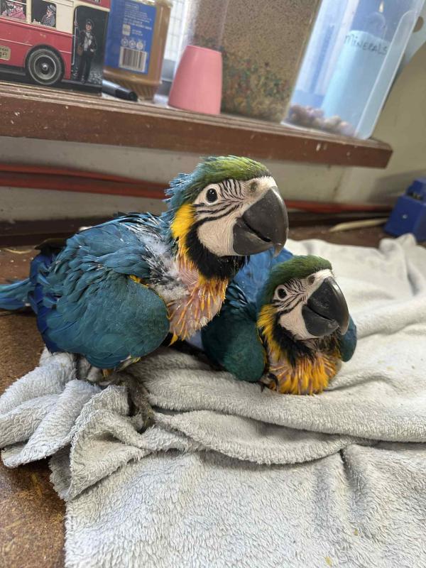 7 week old macaws to handraise