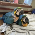 7 week old macaws to handraise
