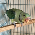 Malabar Parrots
