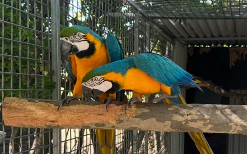 Genuine breeding pair blue gold macaws