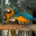Genuine breeding pair blue gold macaws