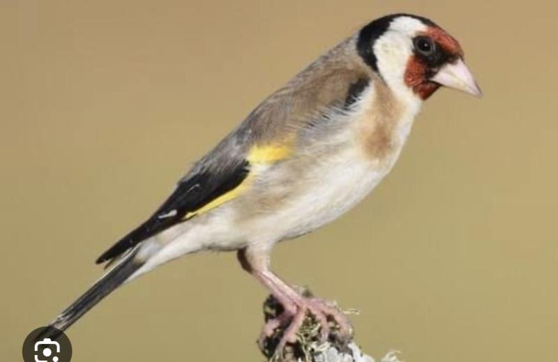 Wanted Gold finches cock birds