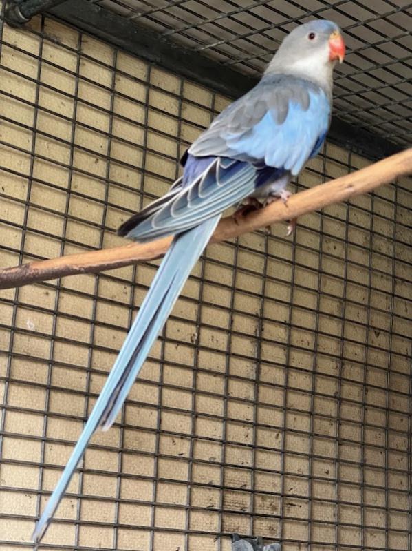 -   PRINCESS  PARROT  MUTATIONS  -