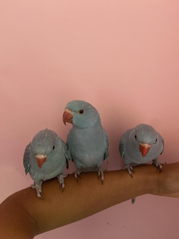 Blue Indian Ringnecks for Sale