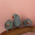 Blue Indian Ringnecks for Sale