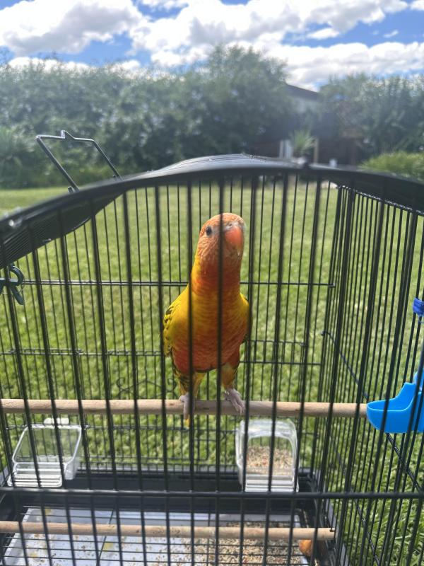 Pied rainbow lorikeet for Sale - Sydney