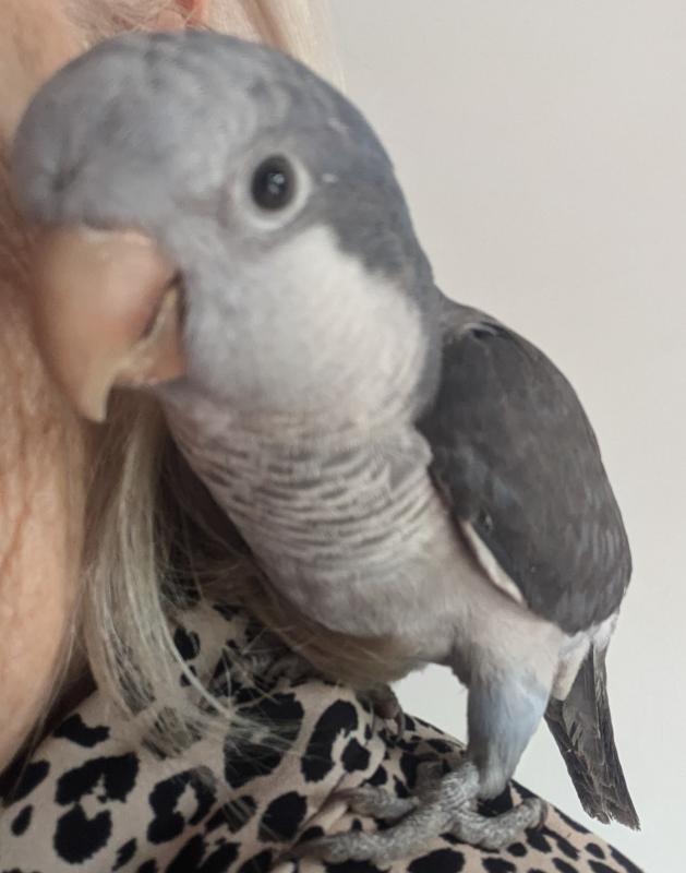 Quaker Pairs For Sale