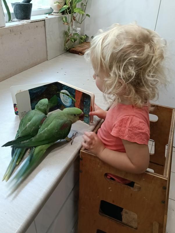 Hand raised baby Alexandrines