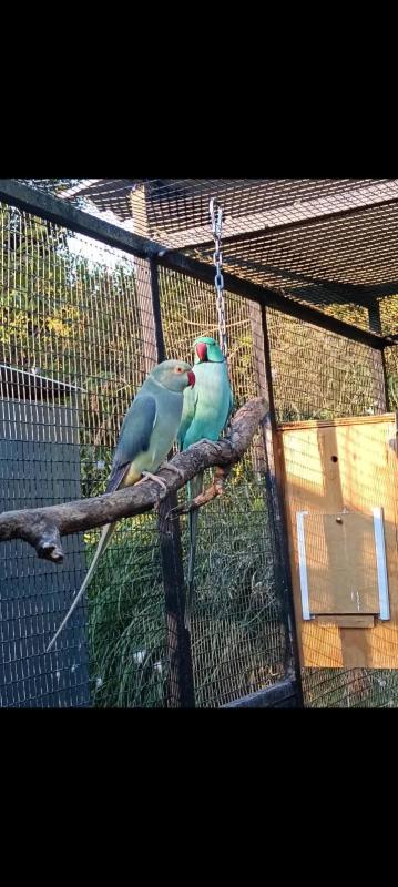 Indian Ringneck pair