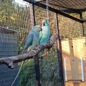 Indian Ringneck pair