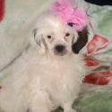 Moodle x ShihTzu Girl  SPECIAL LAST GIRL  URGENT