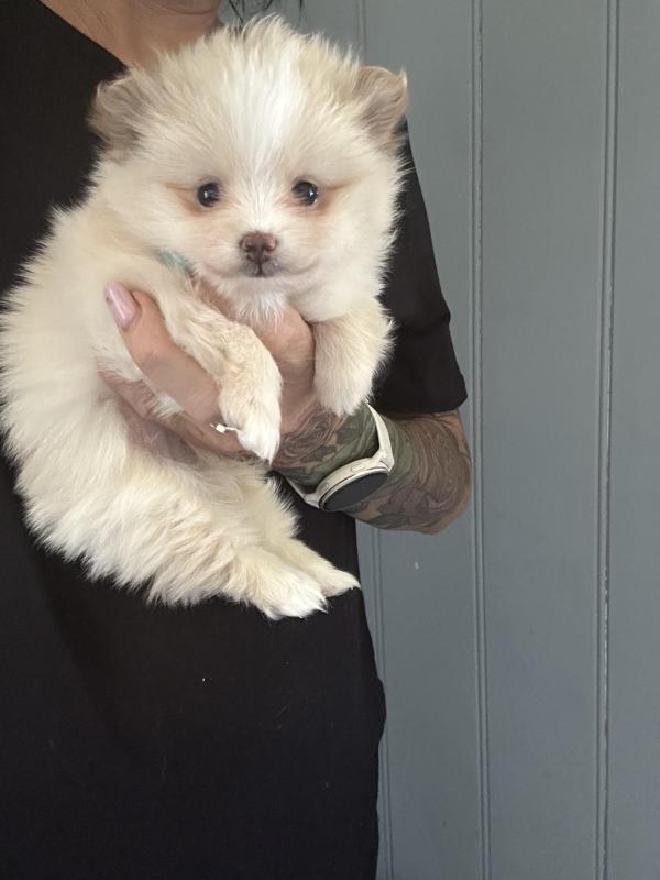 Tiny Pomeranian puppies ready before Xmas