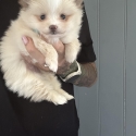 Tiny Pomeranian puppies ready before Xmas