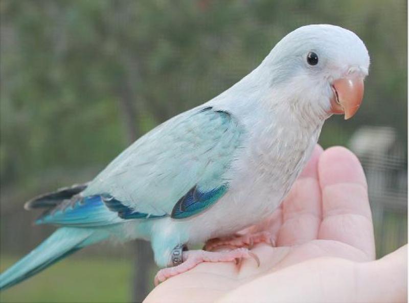 WTB a pair of quakers