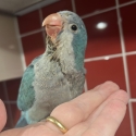 Baby Hand Reared Blue Quaker.