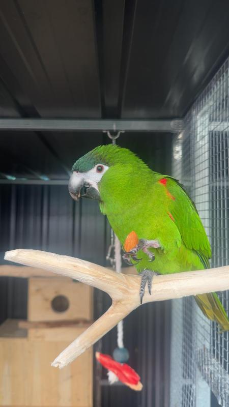 Hahn Macaws Beautiful Breeding Pair