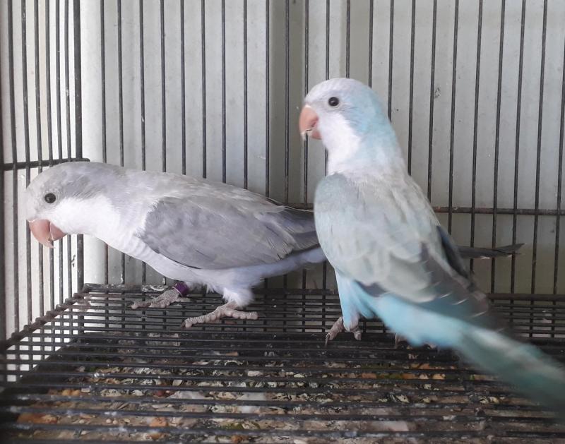 Mature Quaker mutations