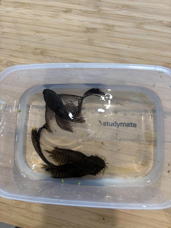 Common Longfin Breeding Pair