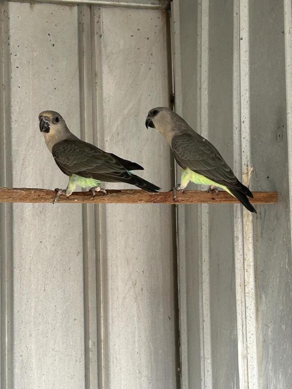 RED BELLIED PARROTS