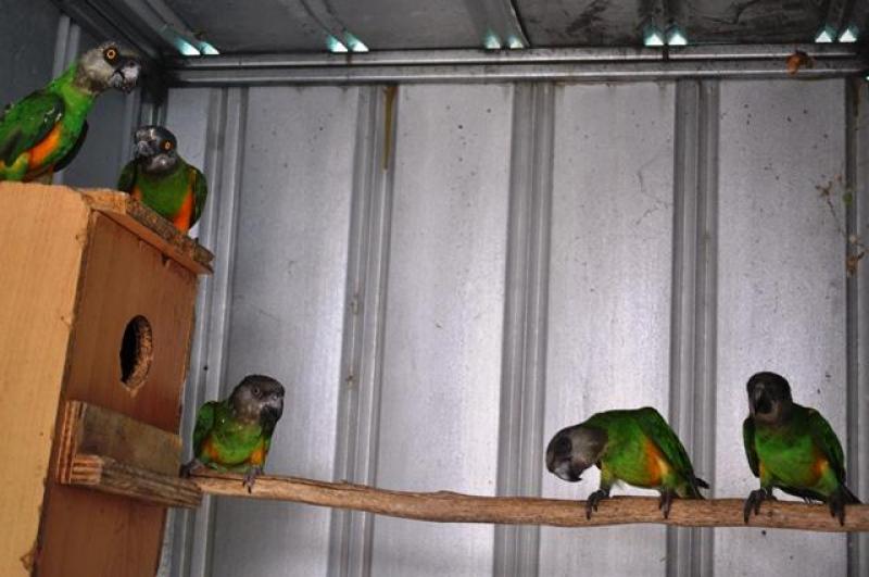 SENEGAL PARROTS