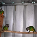 SENEGAL PARROTS