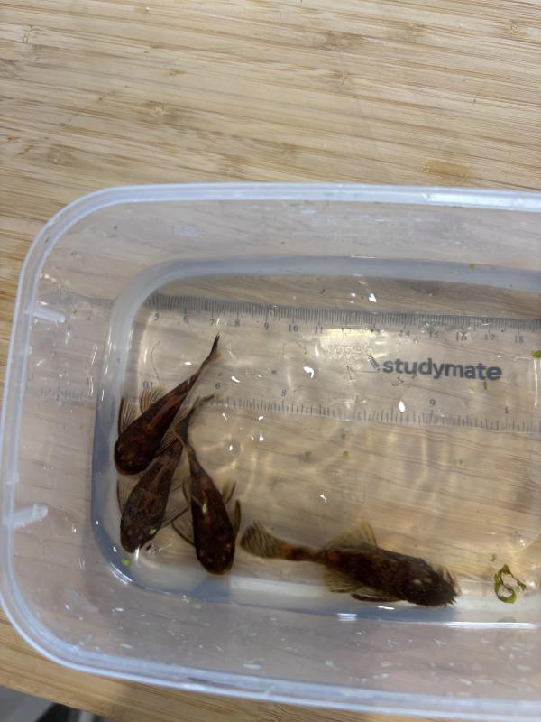 Calico short fin bristlenose pleco