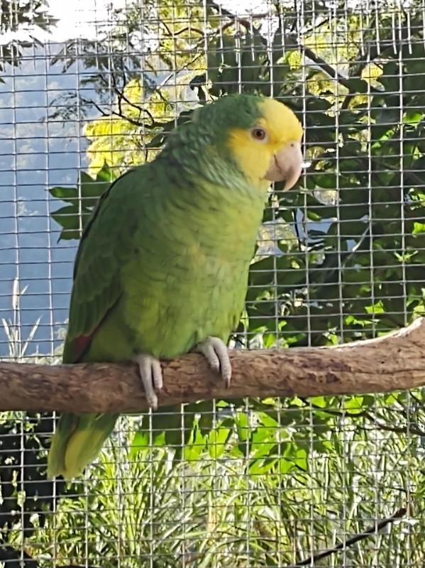 Double Yellow Headed Amazon (sold)