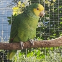 Double Yellow Headed Amazon (sold)