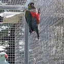 Crimson Bellied Conure male