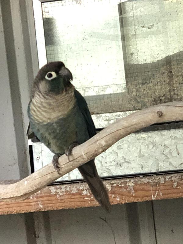 DFVT Green Cheek Conure
