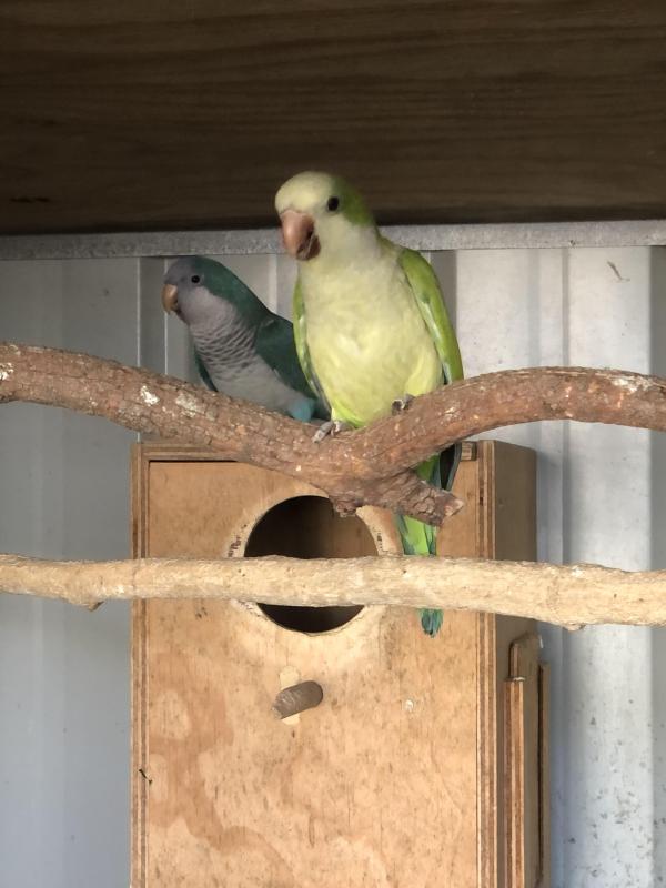Breeding pair of Quakers