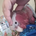 Hand Raised Galahs & Lutino Rainbow Lorikeets