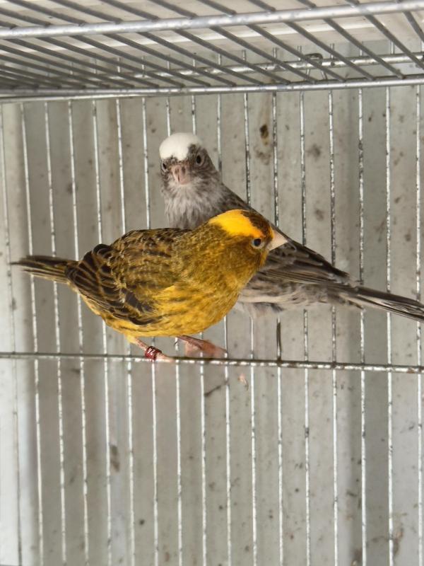 Lizard canaries from 2024