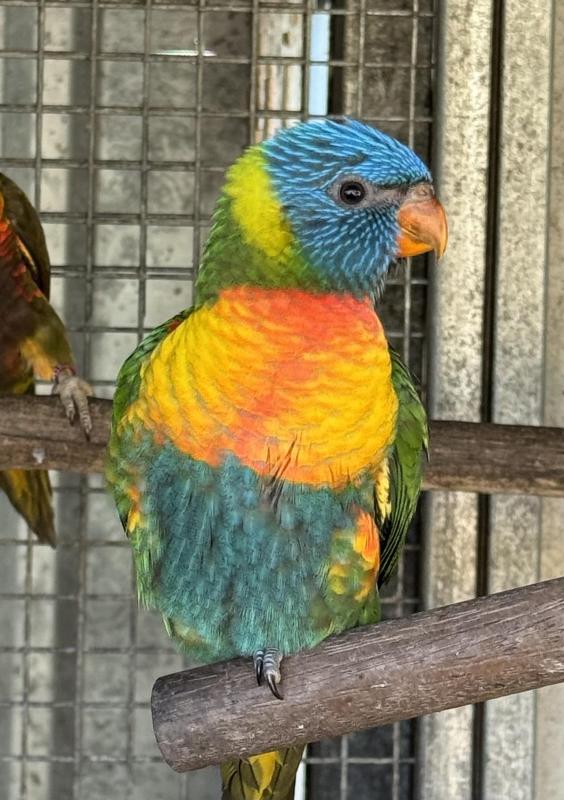 Split blue rainbow mutations